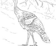 Coloriage Dindon sauvage r&eacute;aliste