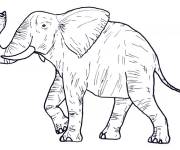Coloriage &Eacute;l&eacute;phant africain r&eacute;aliste