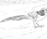 Coloriage Faisan dor&eacute; qui marche r&eacute;aliste