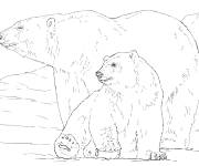 Coloriage et dessins gratuit Famille d'Ours polaire r&eacute;aliste à imprimer