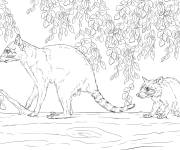 Coloriage Famille Raton-laveur r&eacute;aliste