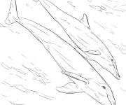 Coloriage Famille Tursiops r&eacute;aliste