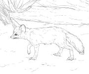 Coloriage Fennec r&eacute;aliste