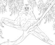 Coloriage Gibbon r&eacute;aliste