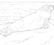 Coloriage Gros Morse r&eacute;aliste