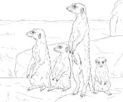 Coloriage Groupe de Suricates r&eacute;aliste