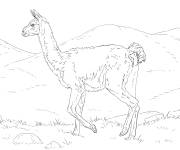 Coloriage et dessins gratuit Guanaco r&eacute;aliste à imprimer