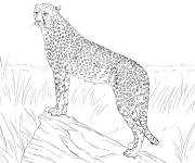 Coloriage Gu&eacute;pard de la Jungle r&eacute;aliste