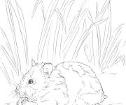 Coloriage Hamster r&eacute;aliste en ligne