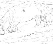 Coloriage hippopotame avec son petit r&eacute;aliste