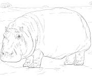 Coloriage Hippopotame r&eacute;aliste