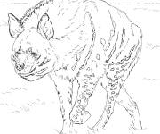 Coloriage Hy&egrave;ne Ray&eacute;e r&eacute;aliste