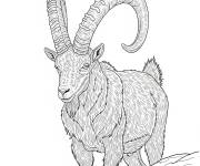 Coloriage Ibex r&eacute;aliste