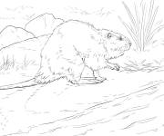 Coloriage Illustration de Castor d''Am&eacute;rique r&eacute;aliste