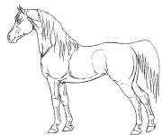 Coloriage Illustration de cheval r&eacute;aliste