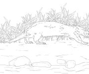 Coloriage Illustration de loutre de rivi&egrave;re du nord r&eacute;aliste