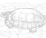 Coloriage Illustration de Tortue du d&eacute;sert r&eacute;aliste