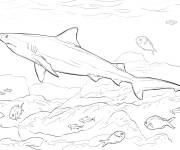 Coloriage Illustration du requin taureau r&eacute;aliste