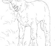 Coloriage Image d'Agneau r&eacute;aliste