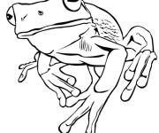 Coloriage Image Grenouille r&eacute;aliste