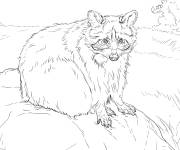 Coloriage Image Raton-laveur r&eacute;aliste