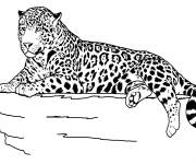 Coloriage Jaguar au repos
