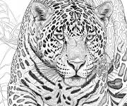 Coloriage Jaguar r&eacute;aliste