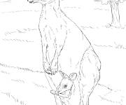 Coloriage Kangourou et son b&eacute;b&eacute; r&eacute;aliste