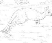 Coloriage Kangourou r&eacute;aliste