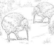 Coloriage Kiwi de Mantell en plein air r&eacute;aliste