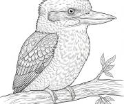 Coloriage Kookaburra r&eacute;aliste