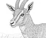 Coloriage La Gazelle r&eacute;aliste
