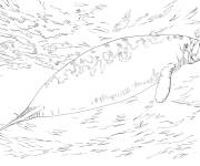 Coloriage Lamantin des Cara&iuml;bes r&eacute;aliste