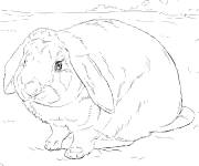 Coloriage Lapin assis r&eacute;aliste