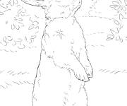Coloriage Lapin blanc r&eacute;aliste