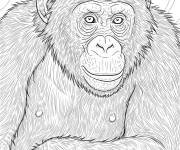 Coloriage Le Chimpanz&eacute; nain r&eacute;aliste