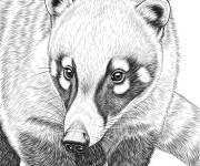 Coloriage Le Coati &agrave; nez blanc r&eacute;aliste