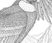 Coloriage Le Condor des Andes r&eacute;aliste