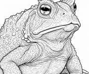 Coloriage Le Crapaud cornu r&eacute;aliste