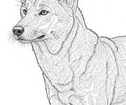 Coloriage Le Dingo r&eacute;aliste