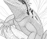 Coloriage Le Dragon d&rsquo;eau australien r&eacute;aliste