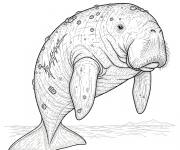 Coloriage Le Dugong r&eacute;aliste