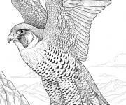 Coloriage Le Faucon p&egrave;lerin r&eacute;aliste