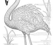 Coloriage Le Flamant rose r&eacute;aliste