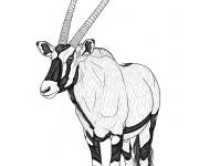 Coloriage Le Gemsbok r&eacute;aliste