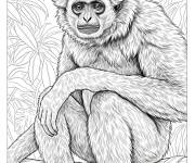 Coloriage Le Gibbon r&eacute;aliste