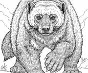 Coloriage Le Glouton r&eacute;aliste