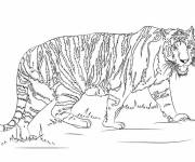 Coloriage Le tigre de Sumatra adulte r&eacute;aliste