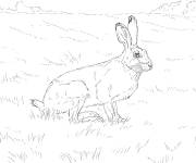 Coloriage Li&egrave;vre de Townsend r&eacute;aliste