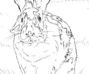 Coloriage Li&egrave;vre Lapin noir et blanc r&eacute;aliste